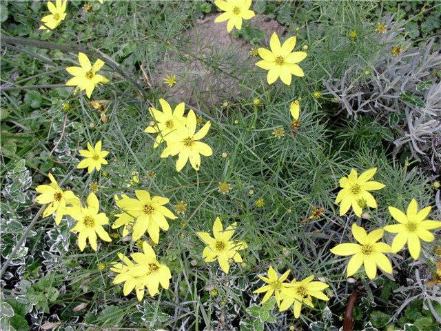 coreopsis